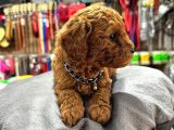Safkan Toy Poodle Yavrular
