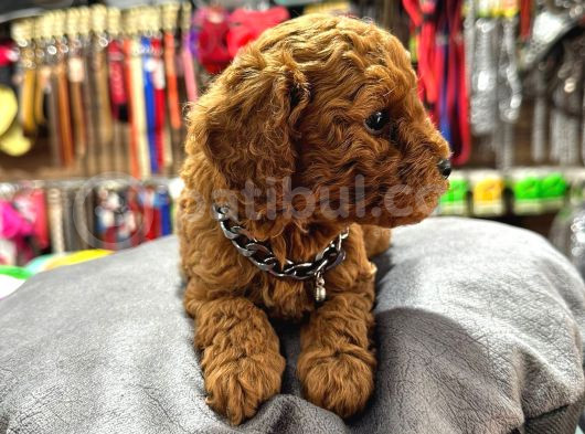 Safkan Toy Poodle Yavrular görsel