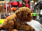 Safkan Toy Poodle Yavrular