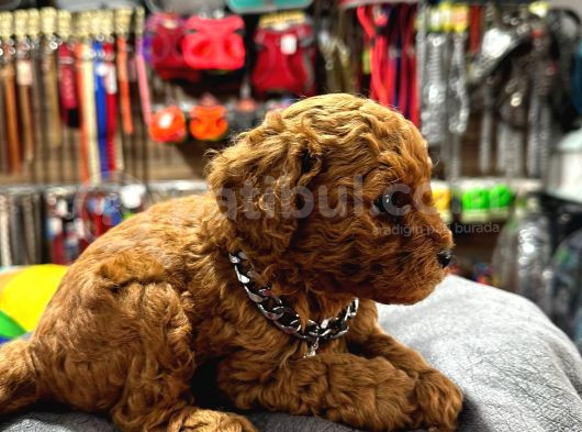 Safkan Toy Poodle Yavrular görsel
