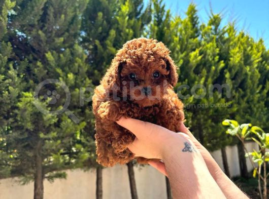 Redbrown Ev Doğum Bebeklerime Bakın görsel