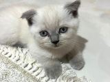 Scottish Fold Kedimizi Sahiplendiriyoruz