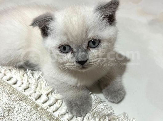 Scottish Fold Kedimizi Sahiplendiriyoruz görsel