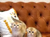 Safkan Golden Scotti̇sh Fold Güzelli̇kleri̇m