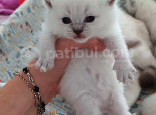 Görüşülür 2 Aylık Blue Point görsel