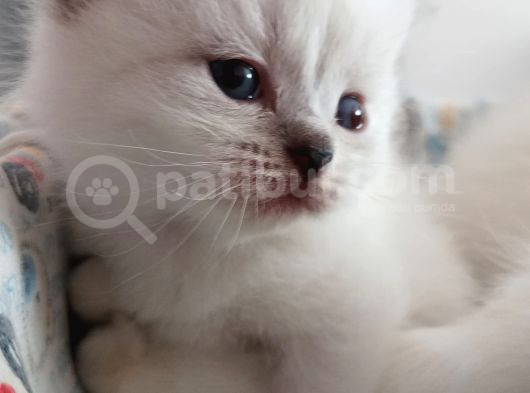 Görüşülür 2 Aylık Blue Point görsel