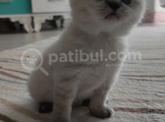 Görüşülür 2 Aylık Blue Point görsel