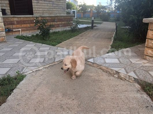 2 Aylık Dişi Yavru görsel