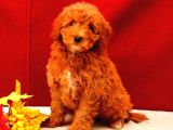 MİNİ PUPPY BOY KAHVE TONLU KIVIRCIK TÜYLÜ MALTİPO YAVRULAR 