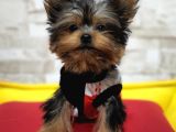 Teacup Garantili Yorkshire Terrier Yavrumuz
