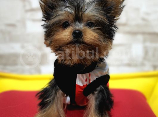 Teacup Garantili Yorkshire Terrier Yavrumuz görsel