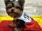 Teacup Garantili Yorkshire Terrier Yavrumuz