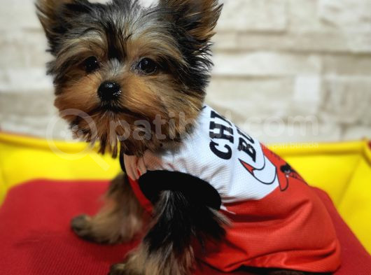 Teacup Garantili Yorkshire Terrier Yavrumuz görsel