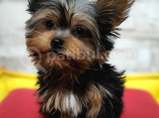 Teacup Garantili Yorkshire Terrier Yavrumuz görsel