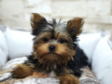 Teacup Garantili Yorkshire Terrier Yavrumuz