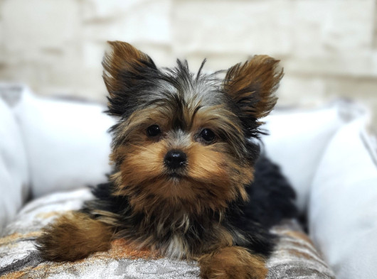 Teacup Garantili Yorkshire Terrier Yavrumuz görsel