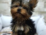 Teacup Garantili Yorkshire Terrier Yavrumuz