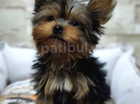 Teacup Garantili Yorkshire Terrier Yavrumuz