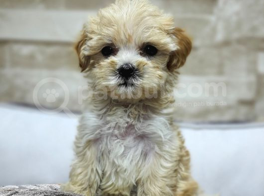Teacup Garantili Maltepoo Yavrular görsel