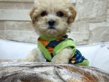 Teacup Garantili Maltepoo Yavrular