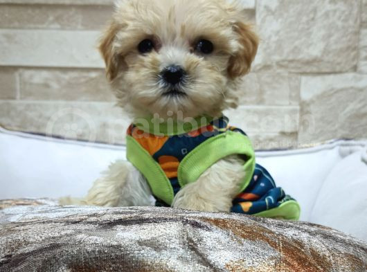 Teacup Garantili Maltepoo Yavrular