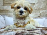 Teacup Garantili Maltepoo Yavrular