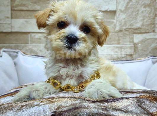 Teacup Garantili Maltepoo Yavrular görsel
