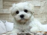 Şecereli Teacup Maltese Yavrularımız