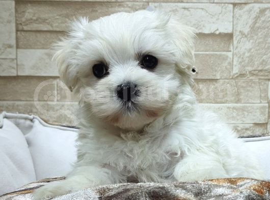 Şecereli Teacup Maltese Yavrularımız görsel