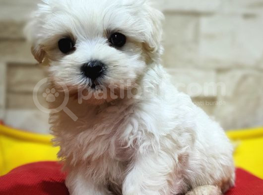 Şecereli Teacup Maltese Yavrularımız görsel