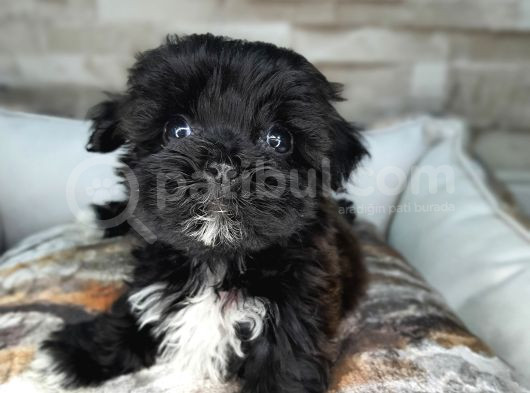 Teacup Garantili Maltepoo Yavrular görsel