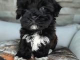 Teacup Garantili Maltepoo Yavrular