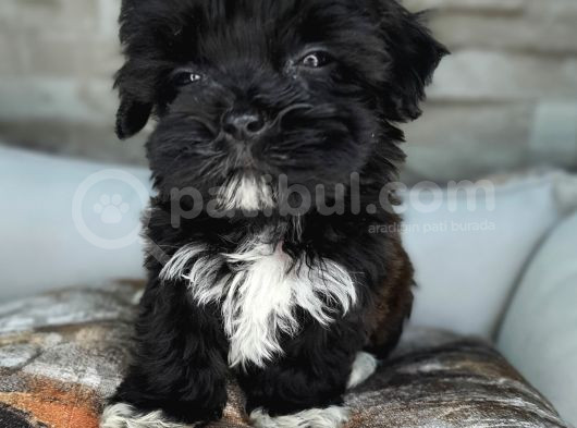 Teacup Garantili Maltepoo Yavrular görsel