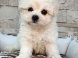 Şecereli Teacup Maltese Yavrularımız