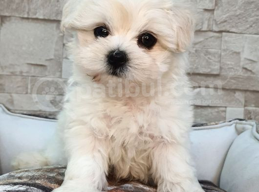 Şecereli Teacup Maltese Yavrularımız görsel