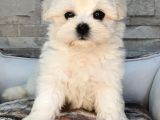 Şecereli Teacup Maltese Yavrularımız