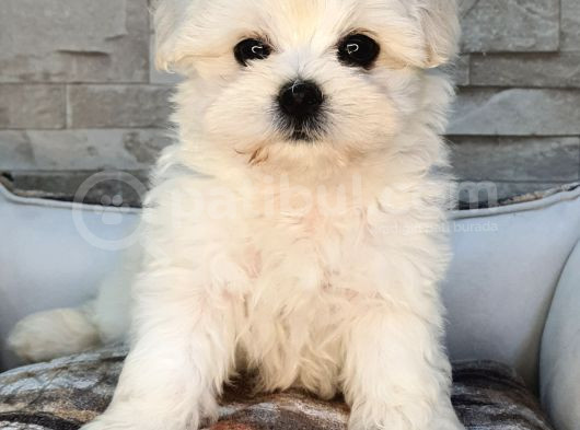 Şecereli Teacup Maltese Yavrularımız görsel