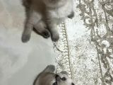 Scottish Fold Kedimizi Sahiplendiriyoruz