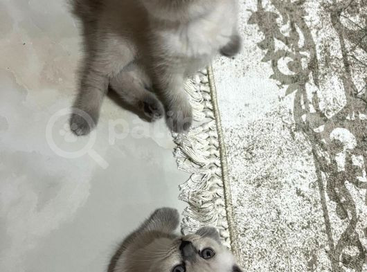Scottish Fold Kedimizi Sahiplendiriyoruz görsel