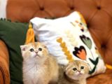 Safkan Golden Scotti̇sh Fold Güzelli̇kleri̇m