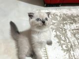 Scottish Fold Kedimizi Sahiplendiriyoruz