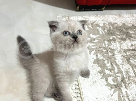 Scottish Fold Kedimizi Sahiplendiriyoruz görsel