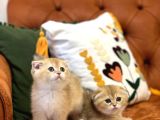 Safkan Golden Scotti̇sh Fold Güzelli̇kleri̇m