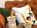 SAFKAN GOLDEN SCOTTİSH FOLD GÜZELLİKLERİM