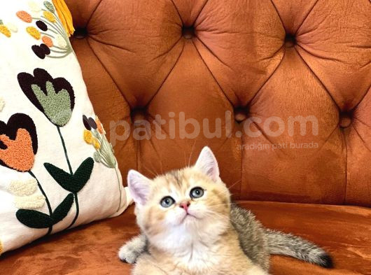 Her İle Gönderi̇m Golden Bri̇ti̇sh Shorthai̇r Yavrular görsel