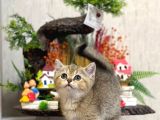 Her İle Gönderi̇m Golden Bri̇ti̇sh Shorthai̇r Yavrular