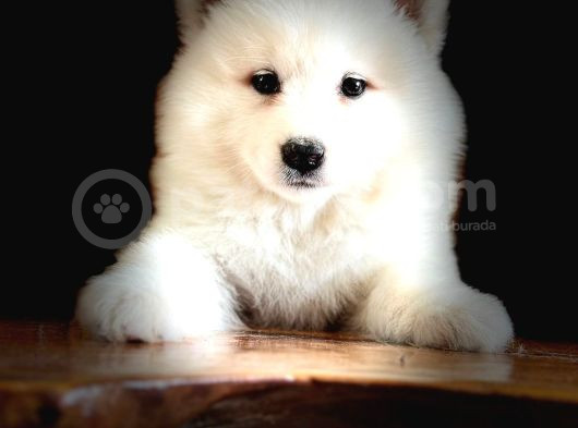 Ayi̇ Yavrusu Bembeyaz Samoyed A Kali̇te Irk görsel