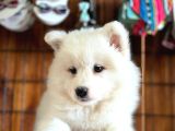 Ayi̇ Yavrusu Bembeyaz Samoyed A Kali̇te Irk