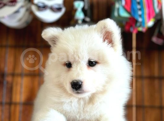 Ayi̇ Yavrusu Bembeyaz Samoyed A Kali̇te Irk görsel