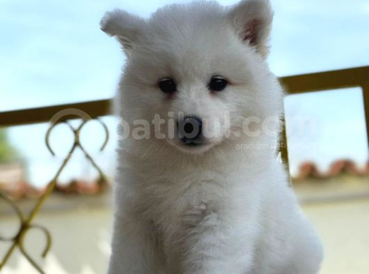 Ayi̇ Yavrusu Bembeyaz Samoyed A Kali̇te Irk görsel